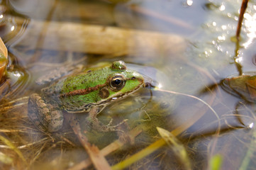 Obraz na płótnie Canvas water frog