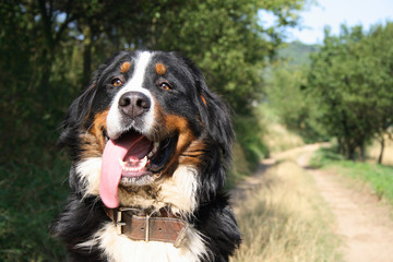  Bernese mountain dog