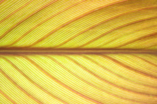 detail of leaf