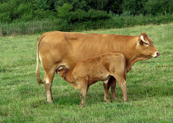 Kuh mit s&auml;ugendem Kalb