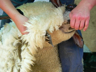 Sheep shearing.