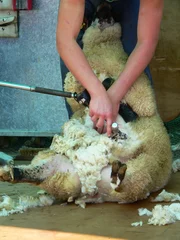 Plaid mouton avec photo Moutons tonte des moutons