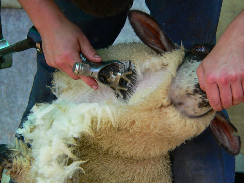 Sheep Shearing