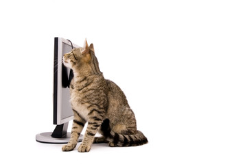 LAPTOP COMPUTER and Cat