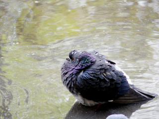 pigeon   bird
