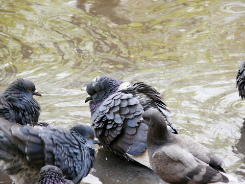 city birds  pigeons  birds