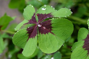 Glück © Christian Jung