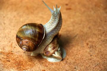 snails