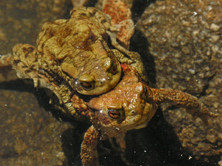 Crapauds