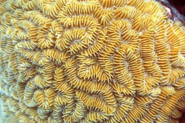 Brain Coral, Bonaire. 