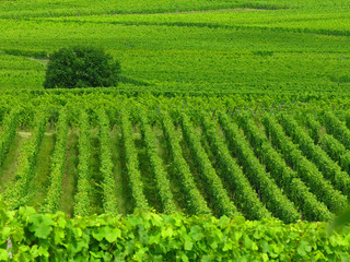 Vignoble