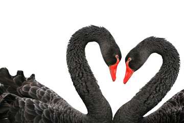 Black swans © Willy Mobilo
