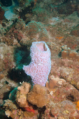 Azure vase sponge underwater in Bonaire.
