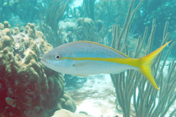 Obraz na płótnie Canvas Yellowtail Snapper, Bonaire.