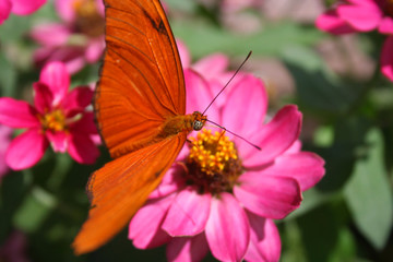Orange Butterfly