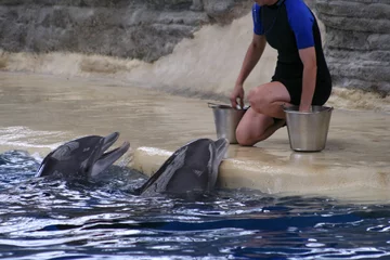 Printed kitchen splashbacks Dolphin Feeding Dolphins