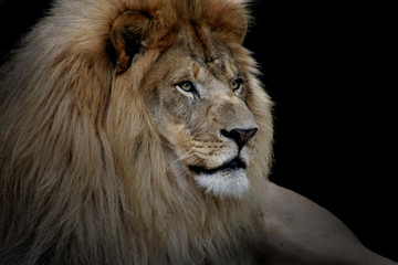 Fototapeta na wymiar Lion na czarny