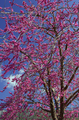 Violet flower tree - cercis siliquastrum