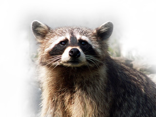 raccoon © creamofcornish