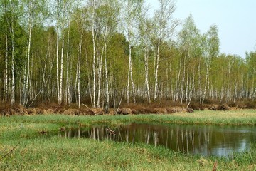 forest 15