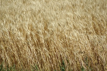 Light Wheat sheaves