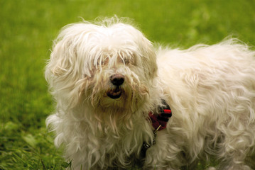 Friendly Maltese