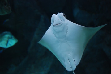 Rochen 1 © Hendrik Schwartz