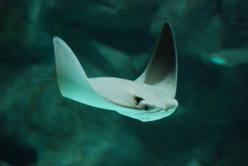 Rochen 2