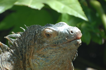 iguana