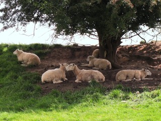 Obraz premium Sheep Resting