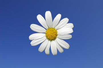 marguerite