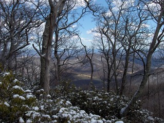 Trees On A Snowy Mountain