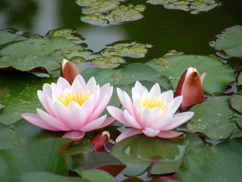Fototapeta water lily