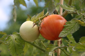 fresh tomatoes