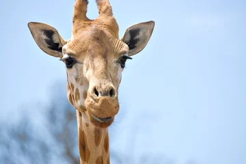 Crédence de cuisine en verre imprimé Girafe giraffe looking at camera