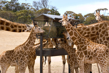 giraffes feeding © clearviewstock