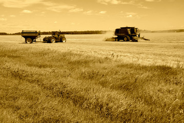 Obraz premium Harvesting wheat in the prairies
