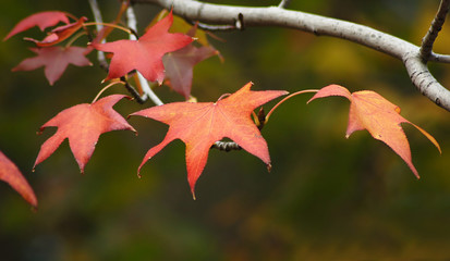 autumn leaves