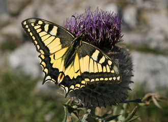 Schmetterli g