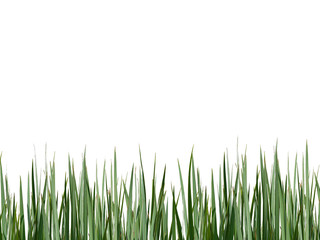 Fototapeta premium Green grass