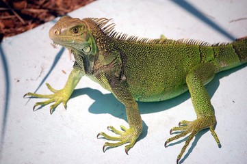 Green Iguana