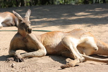 Lazy kangaroo