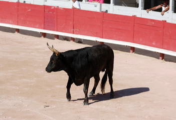 Camargue bull in the bullfighting arena in Arles, France