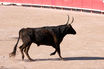 Camargue bull in the bullfighting arena in Arles, France