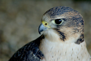 Obraz premium falcon