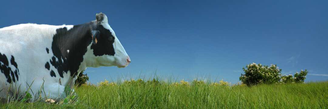 Vache couchée dans le pré