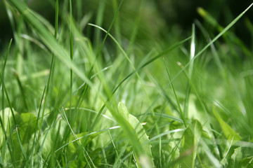 Grass