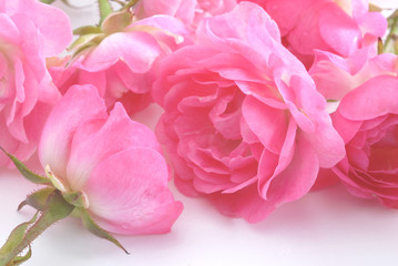 pink roses