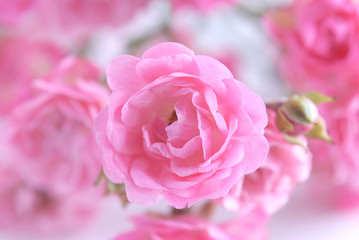 Obraz premium pink rose