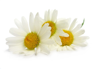 Chamomiles on white background